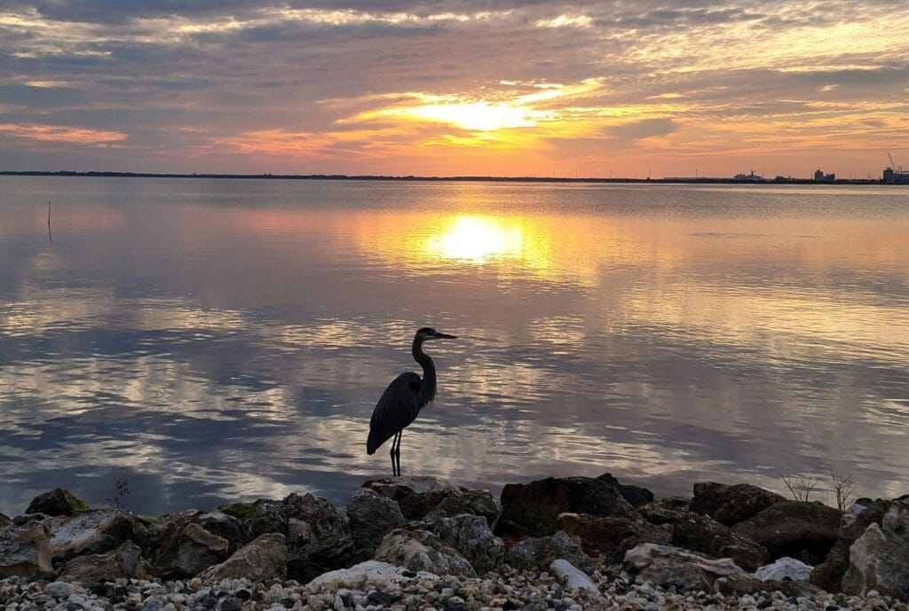 sunset in the water