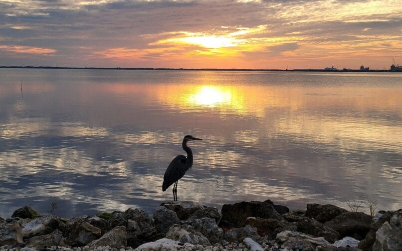 sunset in the water