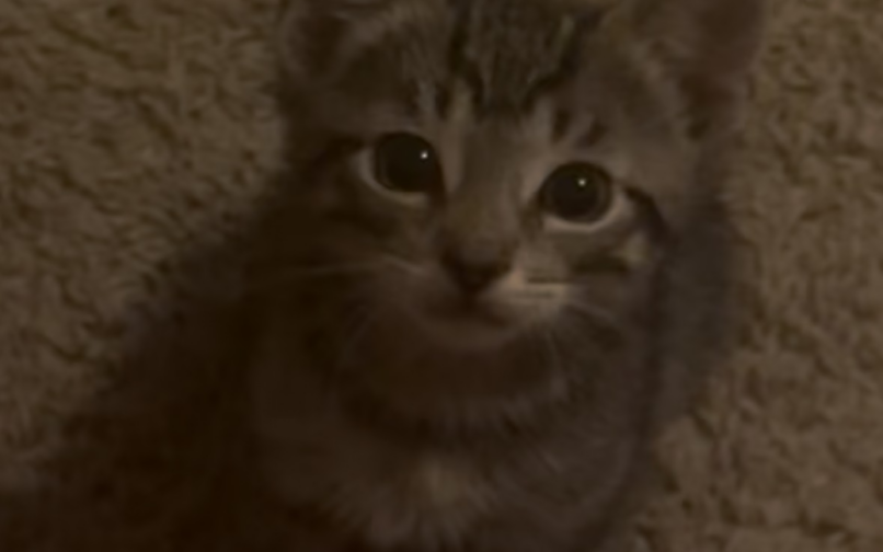Kitten image